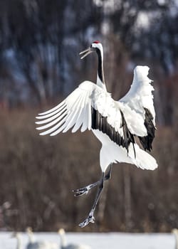 The Red-crowned Crane in Tsurui Ito Tancho Crane Senctuary of Hokkaido, Japan.