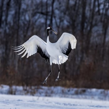 The Red-crowned Crane in Tsurui Ito Tancho Crane Senctuary of Hokkaido, Japan.