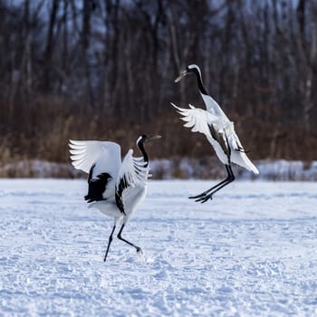 The Red-crowned Crane in Tsurui Ito Tancho Crane Senctuary of Hokkaido, Japan.