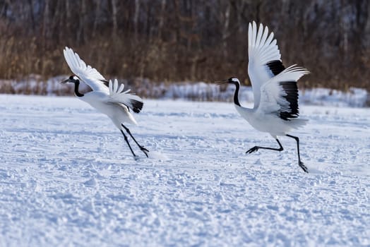 The Red-crowned Crane in Tsurui Ito Tancho Crane Senctuary of Hokkaido, Japan.