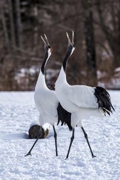 The Red-crowned Crane in Tsurui Ito Tancho Crane Senctuary of Hokkaido, Japan.