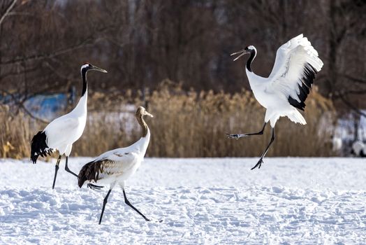 The Red-crowned Crane in Tsurui Ito Tancho Crane Senctuary of Hokkaido, Japan.