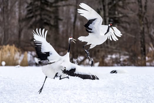 The Red-crowned Crane in Tsurui Ito Tancho Crane Senctuary of Hokkaido, Japan.