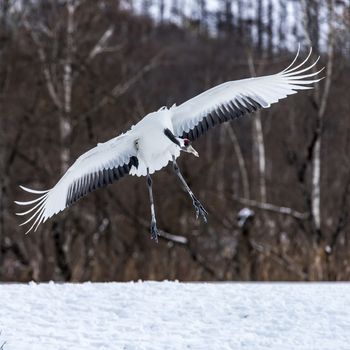 The Red-crowned Crane in Tsurui Ito Tancho Crane Senctuary of Hokkaido, Japan.