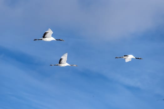 The Red-crowned Crane in Tsurui Ito Tancho Crane Senctuary of Hokkaido, Japan.