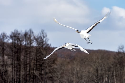 The Red-crowned Crane in Tsurui Ito Tancho Crane Senctuary of Hokkaido, Japan.