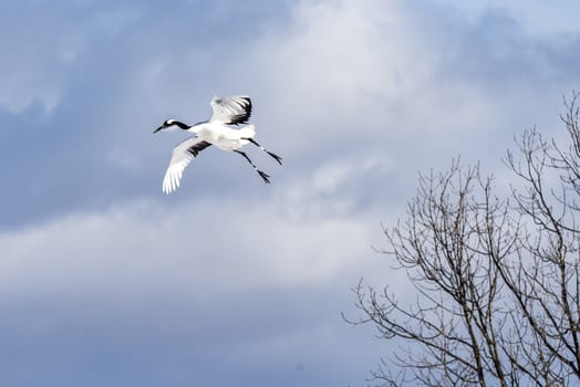 The Red-crowned Crane in Tsurui Ito Tancho Crane Senctuary of Hokkaido, Japan.