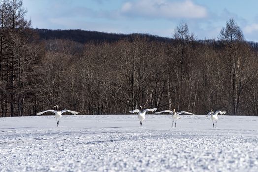 The Red-crowned Crane in Tsurui Ito Tancho Crane Senctuary of Hokkaido, Japan.