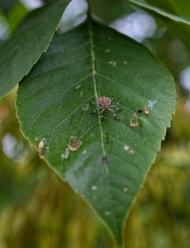 Stink Bug standing on a leaf