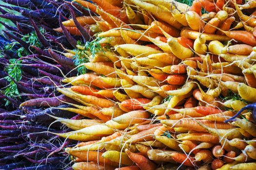 Bunch of organic carrots on a stall of an urban farmer market