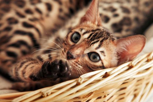 Small bengal kitten in a basket