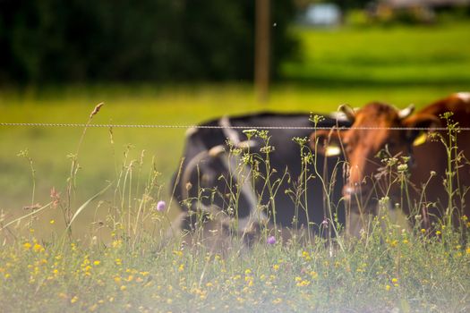 Dairy cows pasture in green meadow in in morning fog. Herd of cows grazing in meadow. Cows in meadow in spring time. Cattle grazing in grass, Latvia. 

