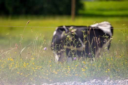 Dairy cow pasture in green meadow in in morning fog. Herd of cows grazing in meadow. Cows in meadow in spring time. Cattle grazing in grass, Latvia. 

