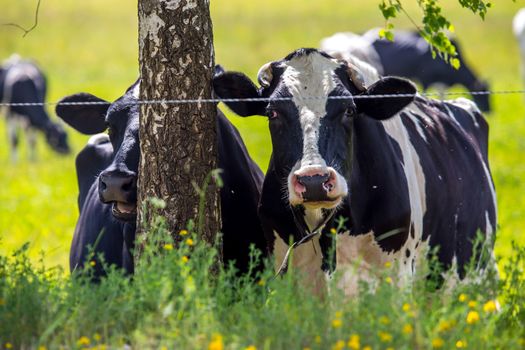 Dairy cows pasture in green meadow in Latvia. Herd of cows grazing in meadow. Cows in meadow in spring time. Cattle grazing in grass, Latvia. 
