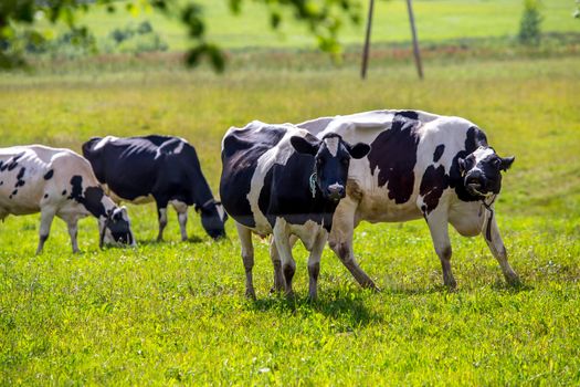 Dairy cows pasture in green meadow in Latvia. Herd of cows grazing in meadow. Cows in meadow in spring time. Cattle grazing in grass, Latvia. 
