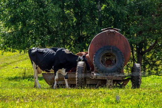 Dairy cow pasture in green meadow in Latvia. Herd of cows grazing in meadow. Cows in meadow in spring time. Cattle grazing in grass, Latvia. 

