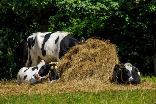Cows resting in stack of hay. Dairy cow pasture in green meadow in Latvia. Herd of cows grazing in meadow. Cows in meadow in spring time. Cattle grazing in grass, Latvia. 
