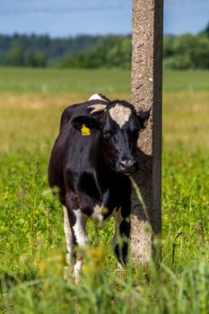 Dairy cow pasture in green meadow in Latvia. Herd of cows grazing in meadow. Cows in meadow in spring time. Cattle grazing in grass, Latvia. 
