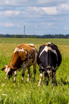 Dairy cows pasture in green meadow in Latvia. Herd of cows grazing in meadow. Cows in meadow in spring time. Cattle grazing in grass, Latvia. 
