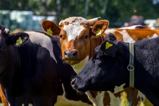 Dairy cows pasture in green meadow in Latvia. Herd of cows grazing in meadow. Cows in meadow in spring time. Cattle grazing in grass, Latvia. 
