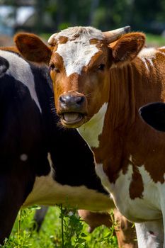 Dairy cows pasture in green meadow in Latvia. Herd of cows grazing in meadow. Cows in meadow in spring time. Cattle grazing in grass, Latvia. 
