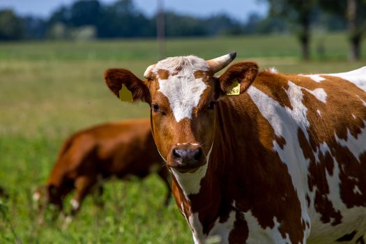 Dairy cows pasture in green meadow in Latvia. Herd of cows grazing in meadow. Cows in meadow in spring time. Cattle grazing in grass, Latvia. 
