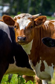 Dairy cows pasture in green meadow in Latvia. Herd of cows grazing in meadow. Cows in meadow in spring time. Cattle grazing in grass, Latvia. 
