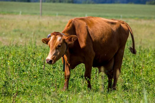 Dairy cow pasture in green meadow in Latvia. Herd of cows grazing in meadow. Cows in meadow in spring time. Cattle grazing in grass, Latvia. 

