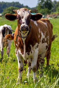 Dairy cow pasture in green meadow in Latvia. Herd of cows grazing in meadow. Cows in meadow in spring time. Cattle grazing in grass, Latvia. 
