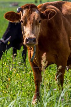 Dairy cow pasture in green meadow in Latvia. Herd of cows grazing in meadow. Cows in meadow in spring time. Cattle grazing in grass, Latvia. 
