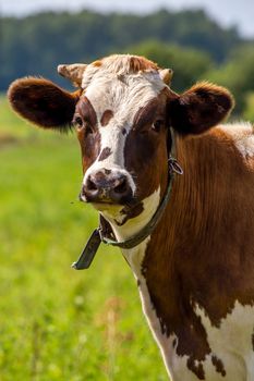 Dairy cow pasture in green meadow in Latvia. Herd of cows grazing in meadow. Cows in meadow in spring time. Cattle grazing in grass, Latvia. 
