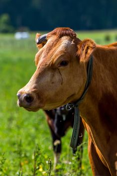 Dairy cow pasture in green meadow in Latvia. Herd of cows grazing in meadow. Cows in meadow in spring time. Cattle grazing in grass, Latvia. 

