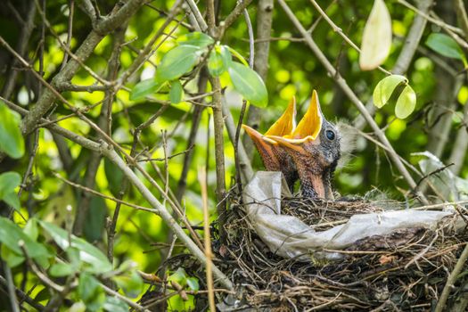 Two hatched blackbirds in a birds nest made of twigs and plastic in a hedge