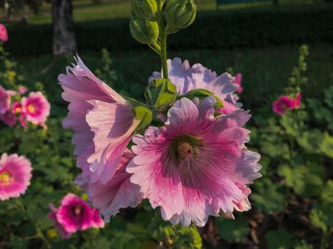 Red pink hibiscus flowers in the garden