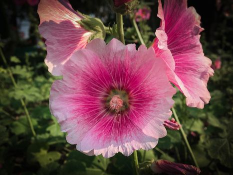 Red pink hibiscus flowers in the garden