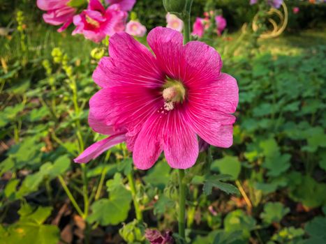 Red pink hibiscus flowers in the garden