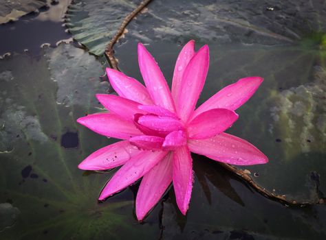 Pink lotus in the swamp