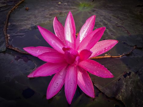 Pink lotus in the swamp