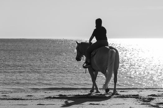 girl riding on haflinger horse during sunset in the sea