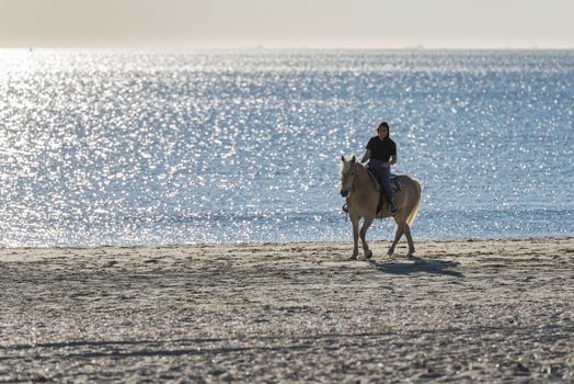 girl riding on haflinger horse during sunset in the sea