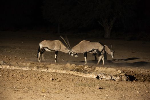 Two Oryx bulls establishing dominance at a waterhole during the night. Kgalagadi Trans Frontier Park. South Africa