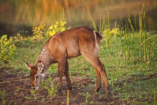 Young Waterbuck (Kobus ellisprymnus) photographed in the Olifants River in Kruger National Park. South Africa