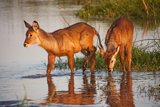 Two young Waterbuck (Kobus ellisprymnus) photographed in the Olifants River in Kruger National Park. South Africa