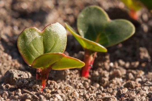 Young radishes growing in the garden in early spring