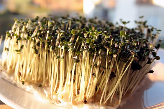 Yellow mustard sprouts growing on cotton wool.