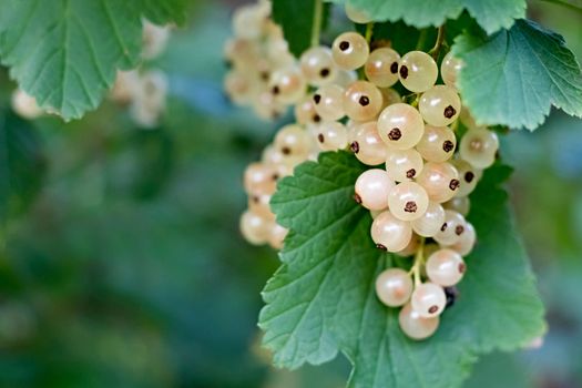 White currants growing on a bush in the garden