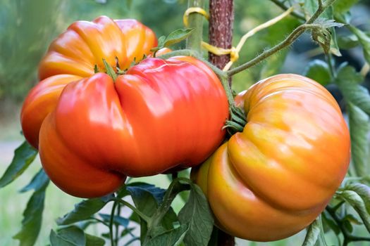 Zapotec pleated heirloom tomatoes growing on a bush in the garden