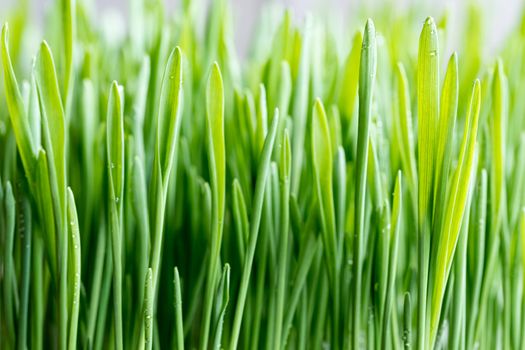 Close-up of young green barley grass, selective focus