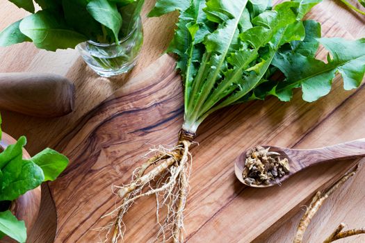 Dandelion root with dandelion leaves on a wooden cutting board on a table, top view