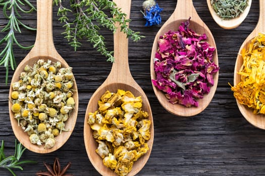 Herbs on spoons on a wooden background, top view. Fresh rosemary, thyme, dried chamomile, mullein, rose petals, horsetail, calendula.